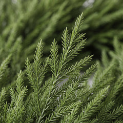 Salcar Künstliche Tannengirlande aus 100 % PE – Naturgetreue Weihnachtsgirlande, extra dicht, 3 m / 5 m