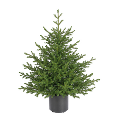 Salcar Künstlicher Weihnachtsbaum Fichte – Extra dicht & naturgetreu, bis zu 99 % PE, 90–210 cm